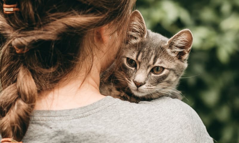 Puppies & Kittens, Woodstock Veterinarians